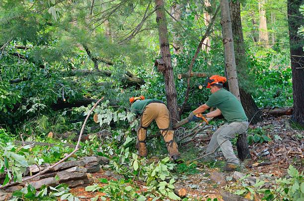 Tree and Shrub Care in Briggs, OK